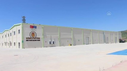 Fıstık İşleme Tesisi, yaş fıstık alımına başladı