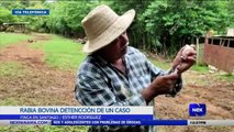 Primer caso de rabia bovina fue encontrado en la provincia de Veraguas  - Nex Noticias