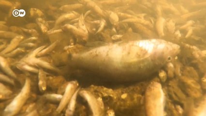 जहरीला होता समंदर