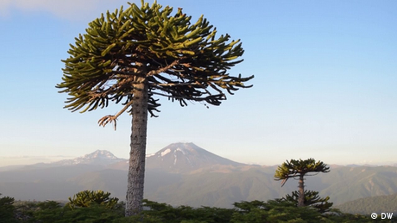 Chile: Indigene schützen die letzten Araukarien-Wälder