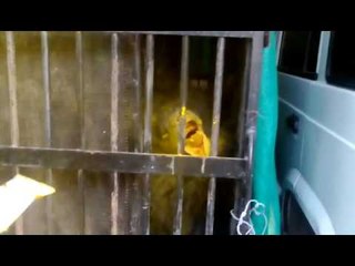 विहिरीत पडलेल्या अस्वलाला जीवदान