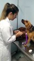 Ce chien adore aller chez le vétérinaire... amoureux du docteur