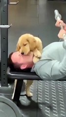 My dog is showing love while doing workouts
