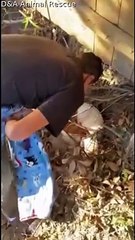 Hurting Pig Gets Some Help