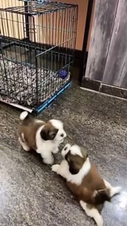 My two puppies are fighting each other