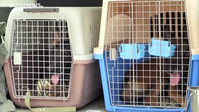 Что стало с собаками, оставленными в аэропорту Кабула