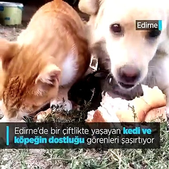 'Ayrılmaz dostlar'