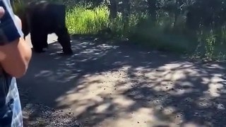 Huge bear walks past tourists in Alaska!