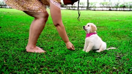 ¿Cómo manejar la conducta de mi mascota? | Mujer - Nex Panamá