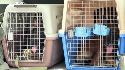 Kaboul : les chiens abandonnés de l’aéroport pourraient reprendre du service