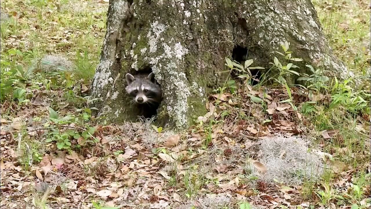 Zukunft ohne Menschen - Giftwolken