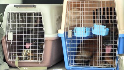 Cães do aeroporto de Cabul vão voltar ao trabalho