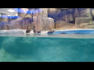 पेंग्विन कक्षाचा लोकार्पण सोहळा