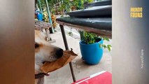 Perrito intenta 'pagar' su comida con hojas de un árbol sorprendiendo a los dueños de un restaurante