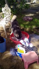 Helpful Husky Cleans Clothes