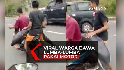 Heboh! Warga Angkut Lumba-Lumba Pakai Motor di Bima, Ini Penjelasan Polisi