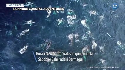 Kambur Balinalar Göç Yolunda