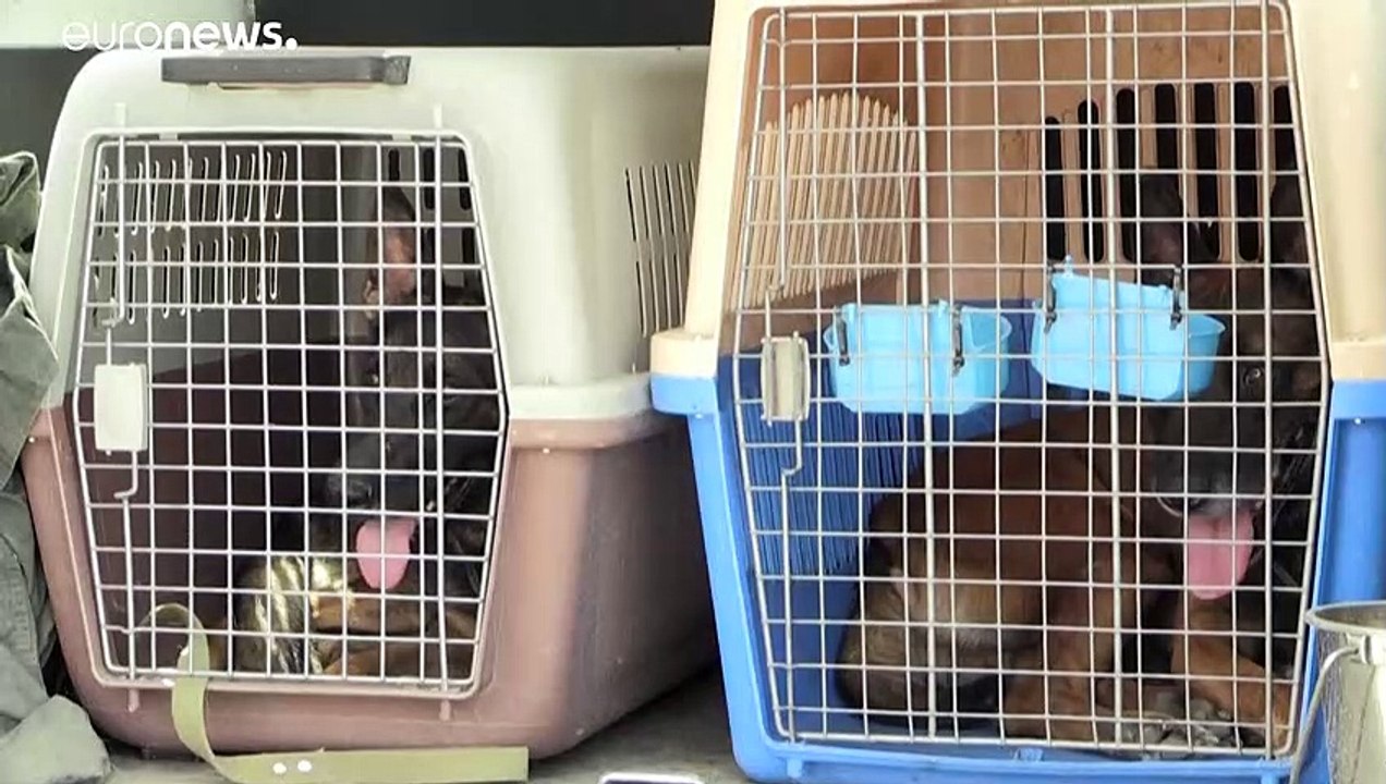 Hunde am Kabuler Flughafen finden neue Herrchen