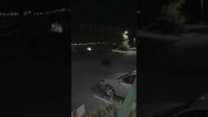 Two Bears Wander Around Hotel Property in California