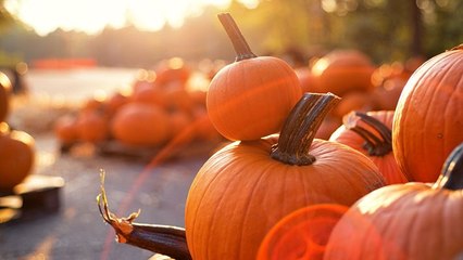 10 Pumpkin Farms Near You