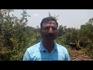 संपात सहभागी होण्यासाठी शेतकऱ्याने तोडली डाळिंब बाग