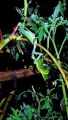 Praying Mantis Eats Death's-head Hawk-moth Caterpillar