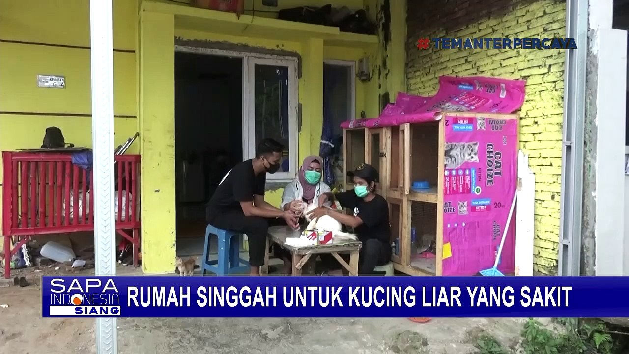 Masih Ada Orang Baik, Warga Jember Ini Rela Merawat, Mengobati dan Memelihara Kucing Liar yang Sakit
