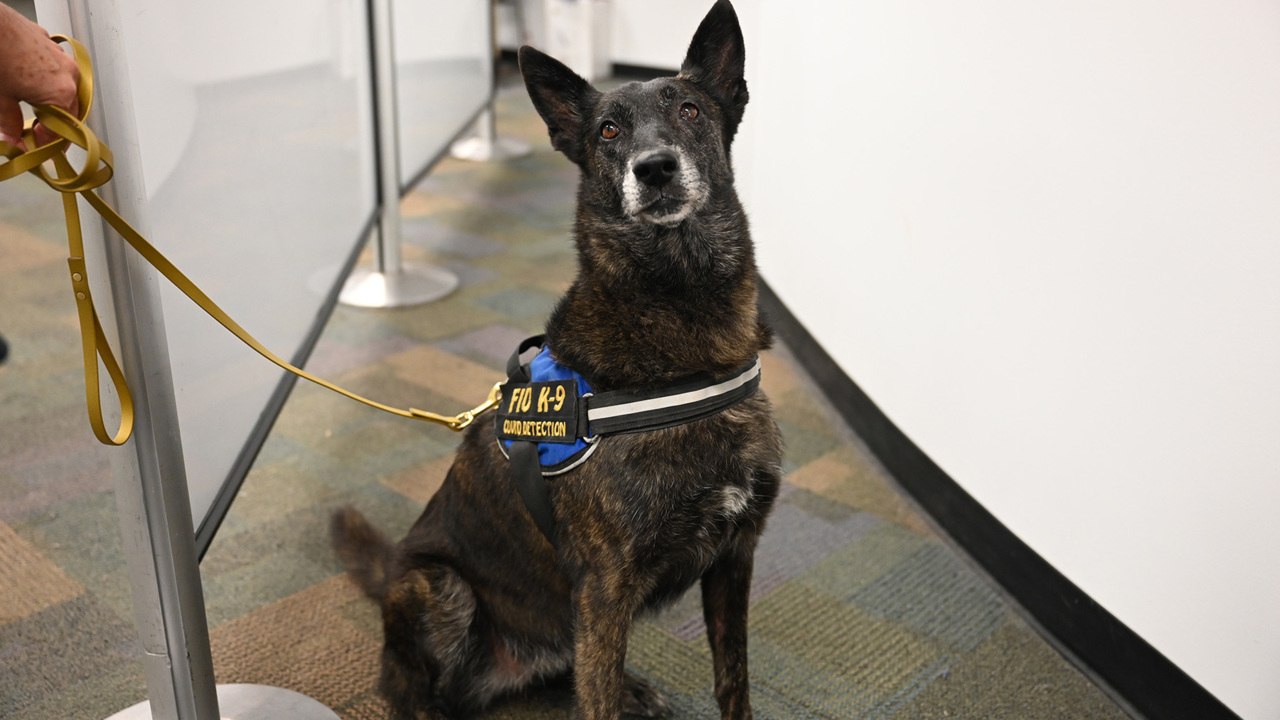 Miami International Airport Will Use COVID-19-Sniffing Dogs