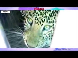 नाशिकमधील निफाड येथे वनविभागाच्या पिंज-यात नर बिबट्या जेरबंद