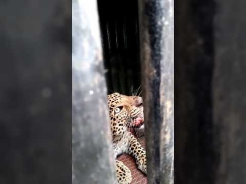 निफाडमध्ये धुमाकूळ घालणारा बिबट्या जेरबंद