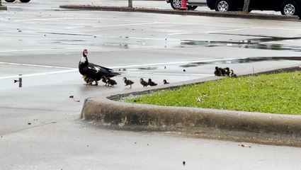 Mama duck and her family enjoy Texas rain