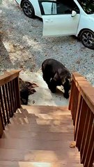 Bear Family Investigates Vacationers Car