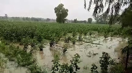 श्रीगंगानगर जिले के ग्रामीण क्षेत्र में झमाझम बारिश