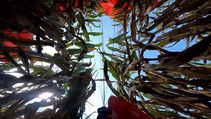 Skydiving Right Into A Cornfield