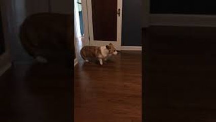 Quirky Corgi Slowly Backs Out of Room