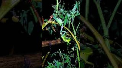 Praying Mantis Eats Death's-head Hawk-moth Caterpillar