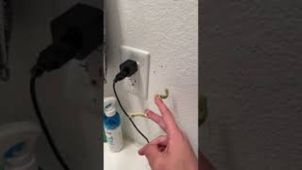 Baby Chameleons Help Owner Eliminate Fruit Flies