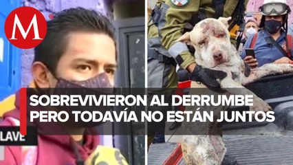 Dueño busca a su perrita _Daisy_ rescatada en Tlalnepantla