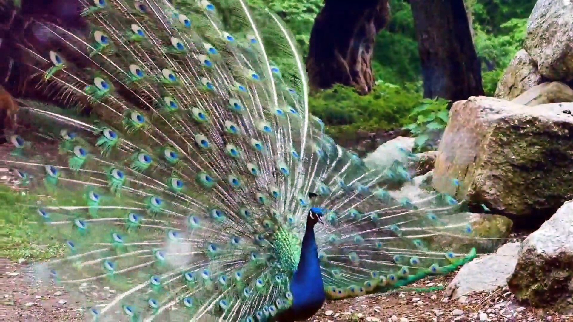 ⁣Calm Music, Mind Refreshing Music, Cool Mind Music, Deep Relaxation Music