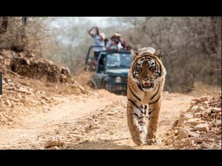 हिंसक वाघिणी ला बघताच गोळी घालण्याचा आदेश  | Female Tigeress Shoot | लोकमत मराठी न्यूज़