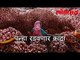 महाराष्ट्रात कांदा पुन्हा महागणार | पुन्हा रडवणार कांदा | Onion Price Hike In Maharashtra