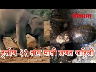हत्तीण 11 तास माती खणत राहिली | लोकांना अश्रू नाही आवरले| आश्चर्यजनक बातमी