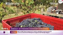 RMC chez vous : Bordeaux, les vendanges s'annoncent moins bonnes - 14/09