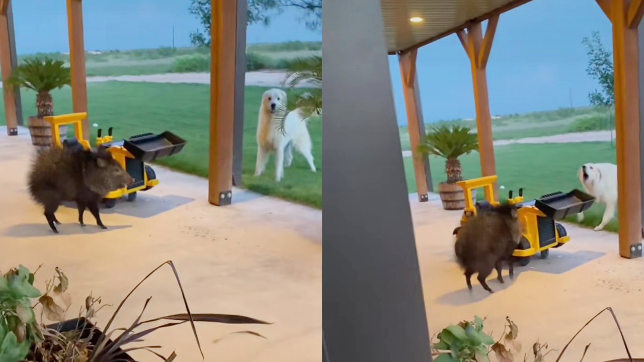 'Man Finds Hungry Javelina on his Front Porch *≈6 Million Views*'