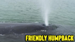 'Friendly Humpback Whale Greets & Charms Tourists in Tofino, Canada'