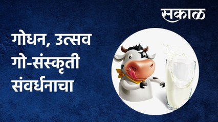 Washim: गोधन, उत्सव गो-संस्कृती संवर्धनाचा, पाहा हा स्पेशल रिपोर्ट