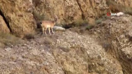 Erzurum'da yaban keçisi sürüsü görüntülendi