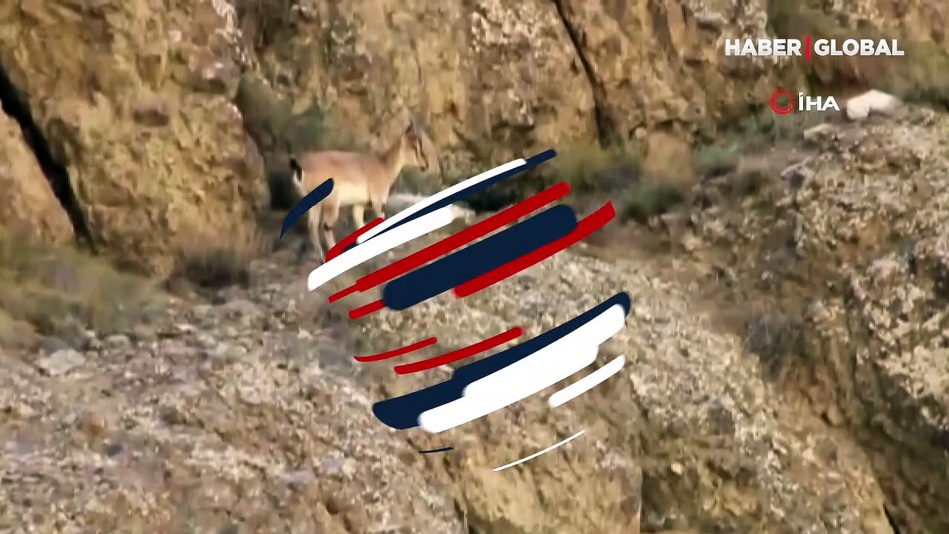 Yaban keçilerinin zorlu tırmanışı kamerada