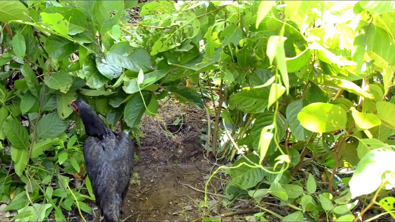 cooking chicken in the bush - Cozinhar frango n...