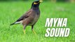 Myna Bird Calling Sound | Myna Sparrow Sound | Kingdom Of Awais